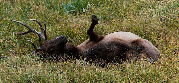 20100914-Yellowstone NP-5126 © SunBaked Photography