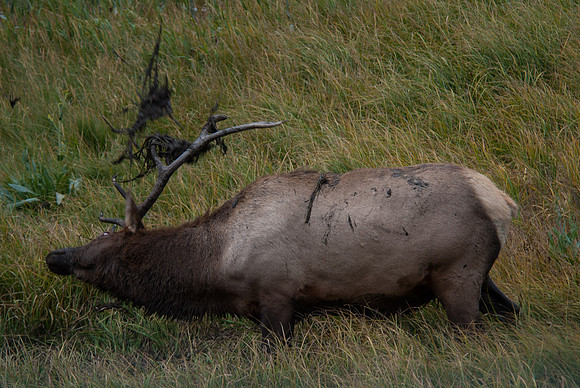 20100914-Yellowstone NP-5159 © SunBaked Photography