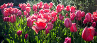 20140502-Tulip Festival-0006 © Sunbaked Photography