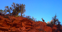20141106-Zion National Park - iPhone-0564 © Sunbaked Photography