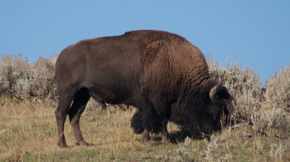 20070911 - Yellowstone NP - 837 © SunBaked Photography