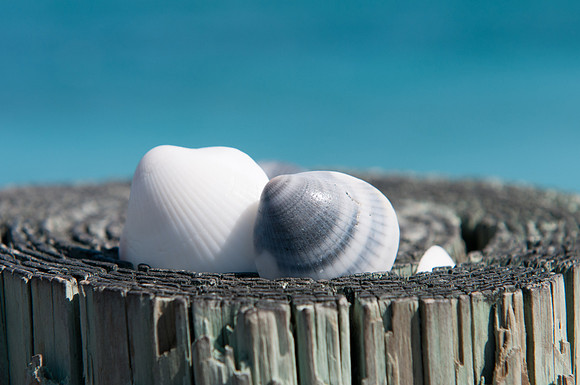 20100221-Blowing Rocks-073© SunBaked Photography