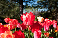 20160503-Tulip Festival-0002 © Sunbaked Photography