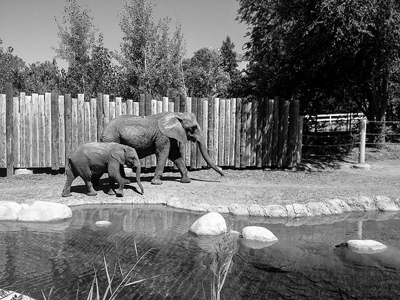 20120829-hogle zoo iphone-0036 © Sunbaked Photography-2