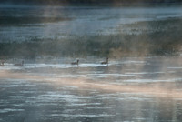 20070911 - Yellowstone NP - 783 © SunBaked Photography