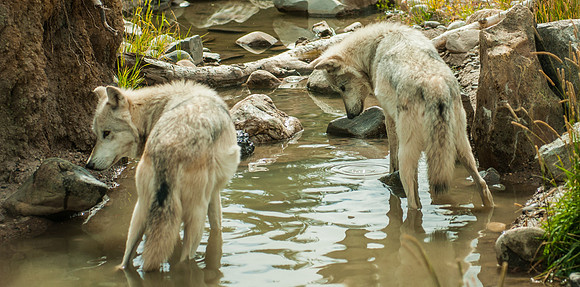 20100914-Yellowstone NP-5425 © SunBaked Photography