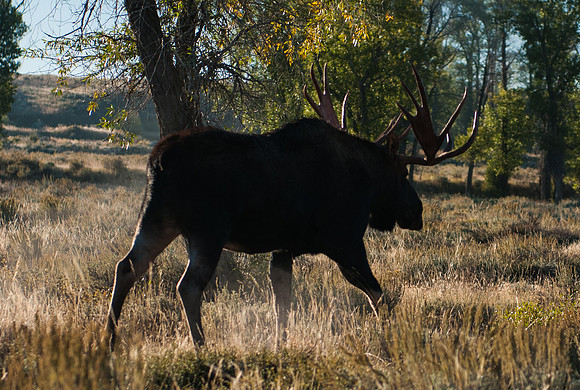 20100911-Mentor Series Grand Teton Trek-3776 © SunBaked Photography