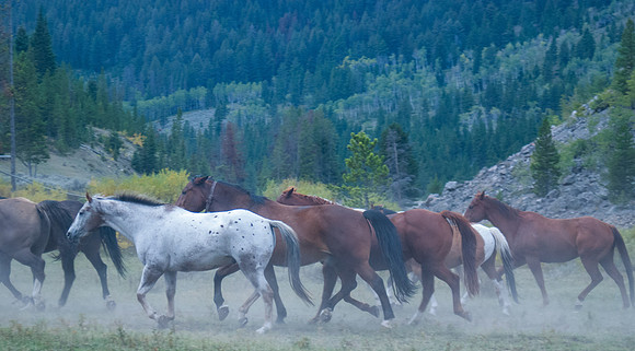 20070909 - Elkhorn Ranch, MT - 208 © SunBaked Photography