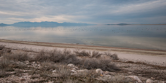 20130325-Antelope Island-0009-Sunbaked Photography