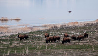 20130325-Antelope Island-0035-Sunbaked Photography