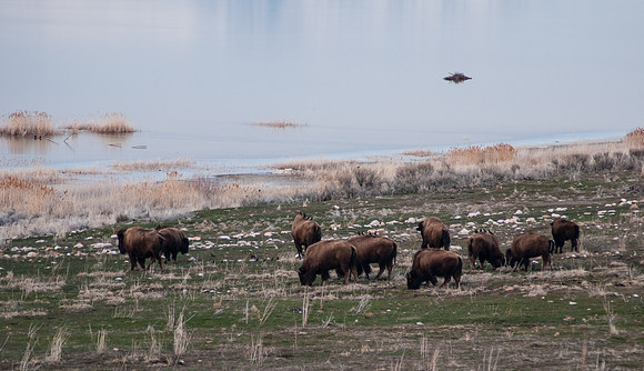 20130325-Antelope Island-0035-Sunbaked Photography
