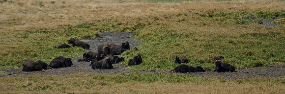 20100913-Yellowstone NP-5018 © SunBaked Photography