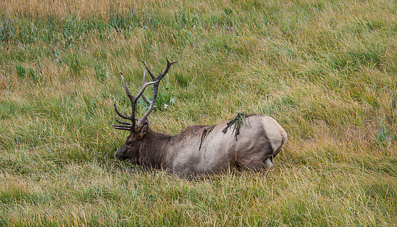 20100914-Yellowstone NP-5124 © SunBaked Photography