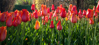 20140502-Tulip Festival-0042 © Sunbaked Photography