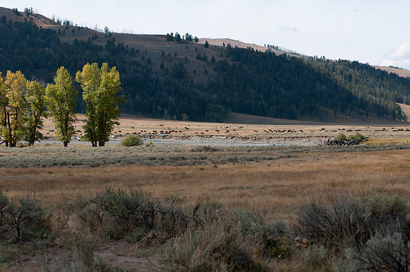 20100915-Yellowstone NP-6437 © SunBaked Photography