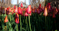 20140502-Tulip Festival-0039 © Sunbaked Photography
