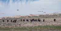 20130325-Antelope Island-0037-Sunbaked Photography