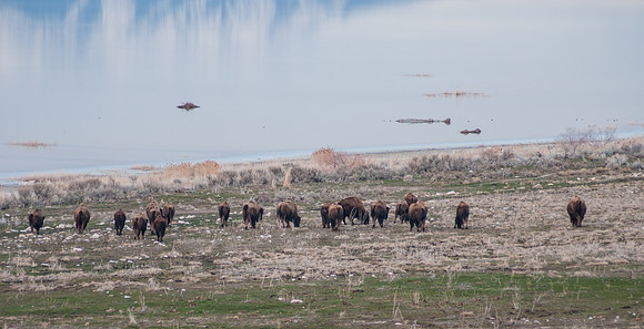 20130325-Antelope Island-0037-Sunbaked Photography