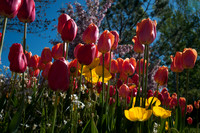 20160503-Tulip Festival-0013 © Sunbaked Photography