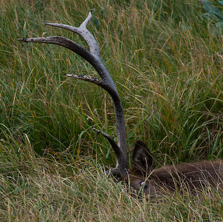 20100914-Yellowstone NP-5131 © SunBaked Photography