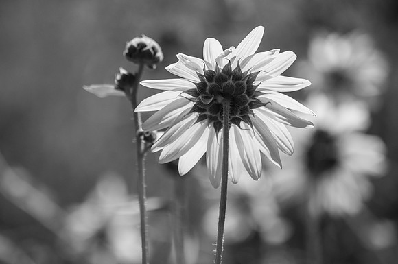 20120829-Hogle Zoo-0166 © Sunbaked Photography-2