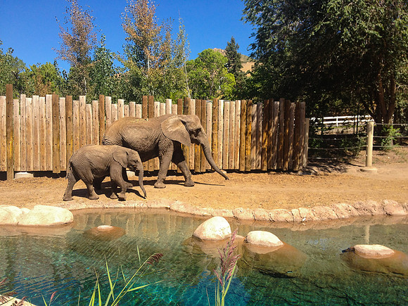 20120829-hogle zoo iphone-0036 © Sunbaked Photography