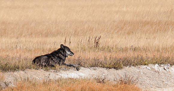 20100915-Yellowstone NP-6130 © SunBaked Photography
