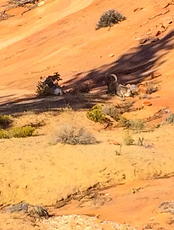 20141106-Zion National Park - iPhone-0546 © Sunbaked Photography