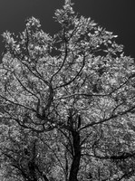 20121017-Little Cottonwood Canyon-0040© Sunbaked Photography-2