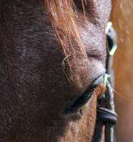 20070909 - Mentor Series Montana - 1110 © SunBaked Photography