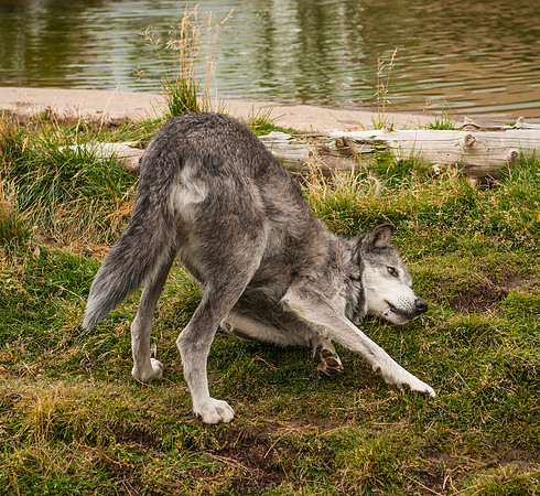 20100914-Yellowstone NP-5478 © SunBaked Photography