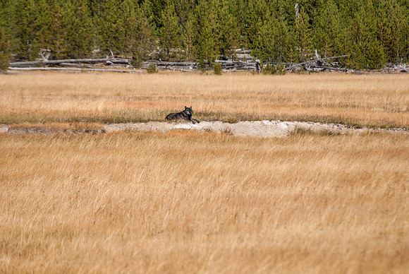 20100915-Yellowstone NP-6139 © SunBaked Photography