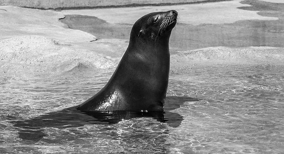 20120829-Hogle Zoo-0090 © Sunbaked Photography-2