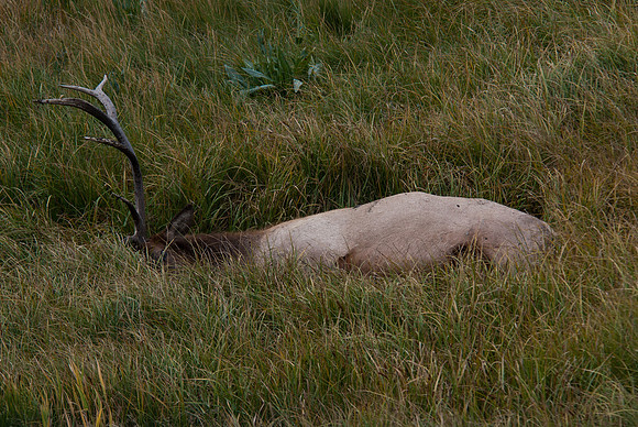 20100914-Yellowstone NP-5132 © SunBaked Photography