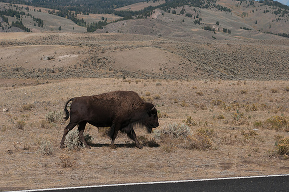 20100915-Yellowstone NP-6386 © SunBaked Photography