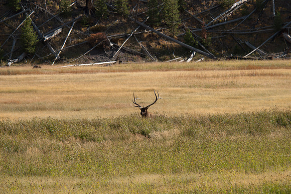 20100915-Yellowstone NP-6246 © SunBaked Photography