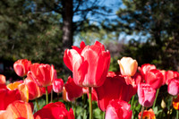 20160503-Tulip Festival-0001 © Sunbaked Photography