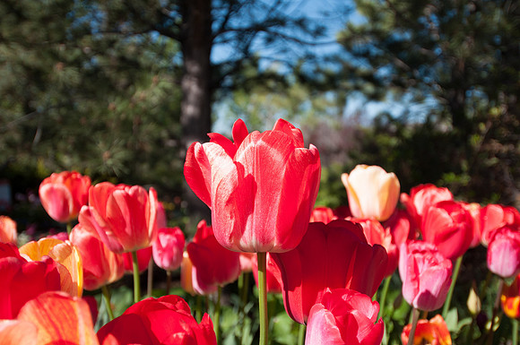 20160503-Tulip Festival-0001 © Sunbaked Photography