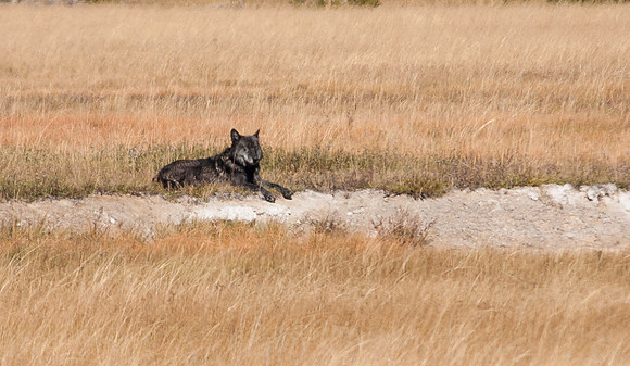 20100915-Yellowstone NP-6141 © SunBaked Photography