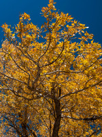 20121017-Little Cottonwood Canyon-0040© Sunbaked Photography