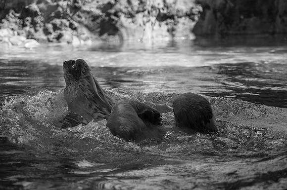 20120829-Hogle Zoo-0128 © Sunbaked Photography