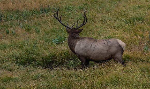 20100914-Yellowstone NP-5161 © SunBaked Photography