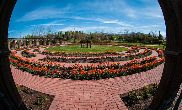 20140502-Tulip Festival-0115 © Sunbaked Photography