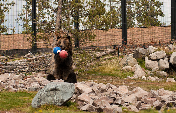 20100914-Yellowstone NP-5409 © SunBaked Photography