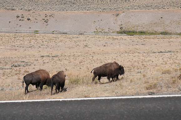 20100915-Yellowstone NP-6371 © SunBaked Photography
