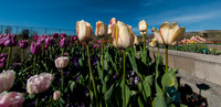 20140502-Tulip Festival-0067 © Sunbaked Photography