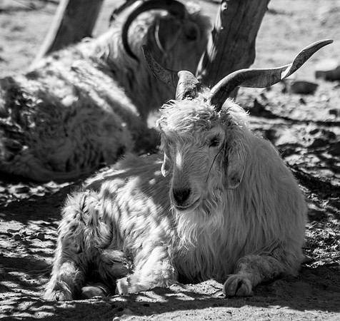 20120829-Hogle Zoo-0031 © Sunbaked Photography