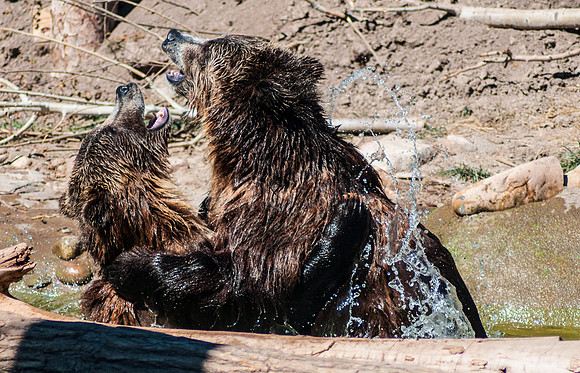 20120829-Hogle Zoo-0109 © Sunbaked Photography