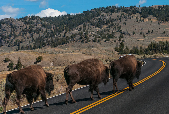 20100915-Yellowstone NP-6390 © SunBaked Photography