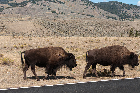 20100915-Yellowstone NP-6384 © SunBaked Photography